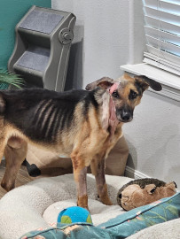 Muere Cane, el perro rescatado tras sobrevivir al maltrato