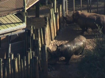 Menor resulta herido al caer en la zona de rinocerontes en un Zoo