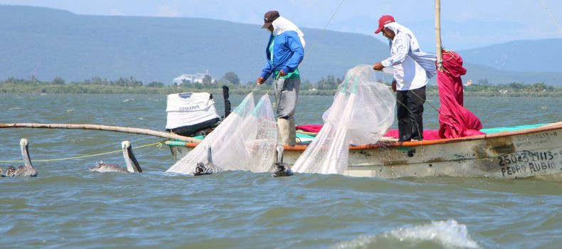 Implementan operativo por veda de camarón