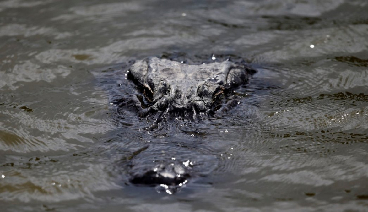 Pocas pruebas de presencia de caimanes: PC