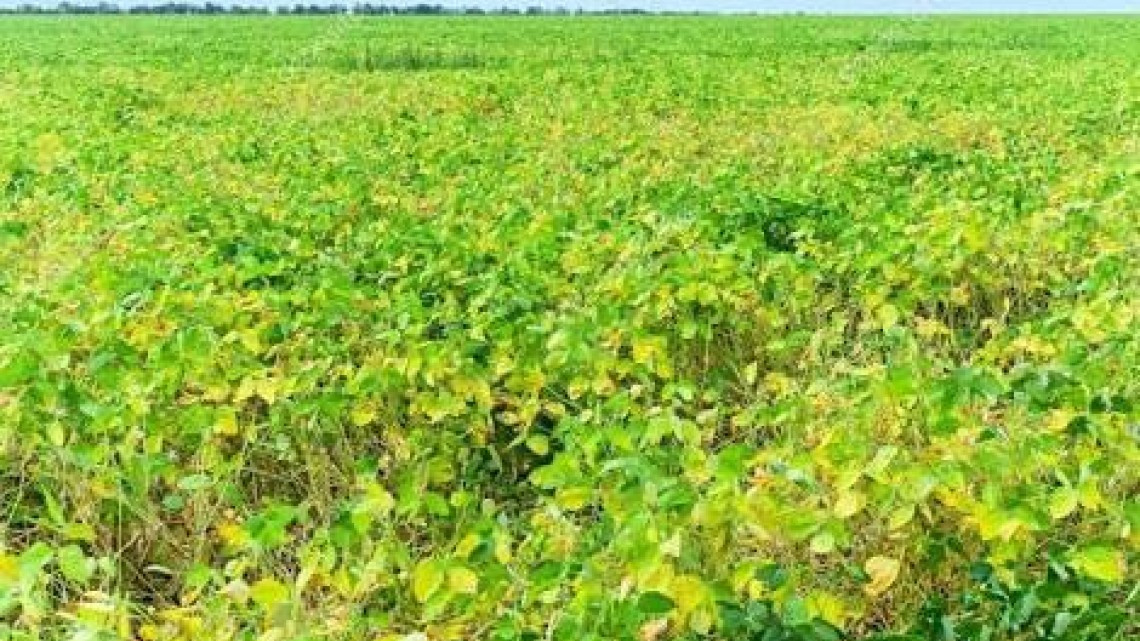 Productores agrícolas piden se les paguen los incentivos por siembra 