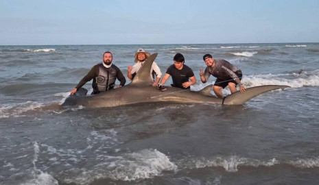 Capturan y liberan tiburón martillo en la Isla del Padre