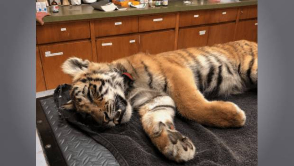 Abandonan cachorro de tigre en la frontera Texas - México