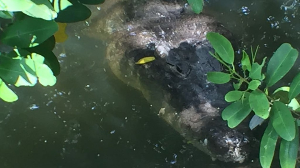 Cocodrilos, peligro constante para pescadores en lagunas 