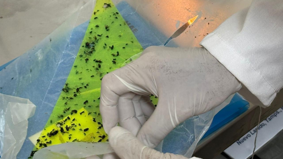 Refuerzan monitoreo sanitario contra la mosca del gusano barrenador