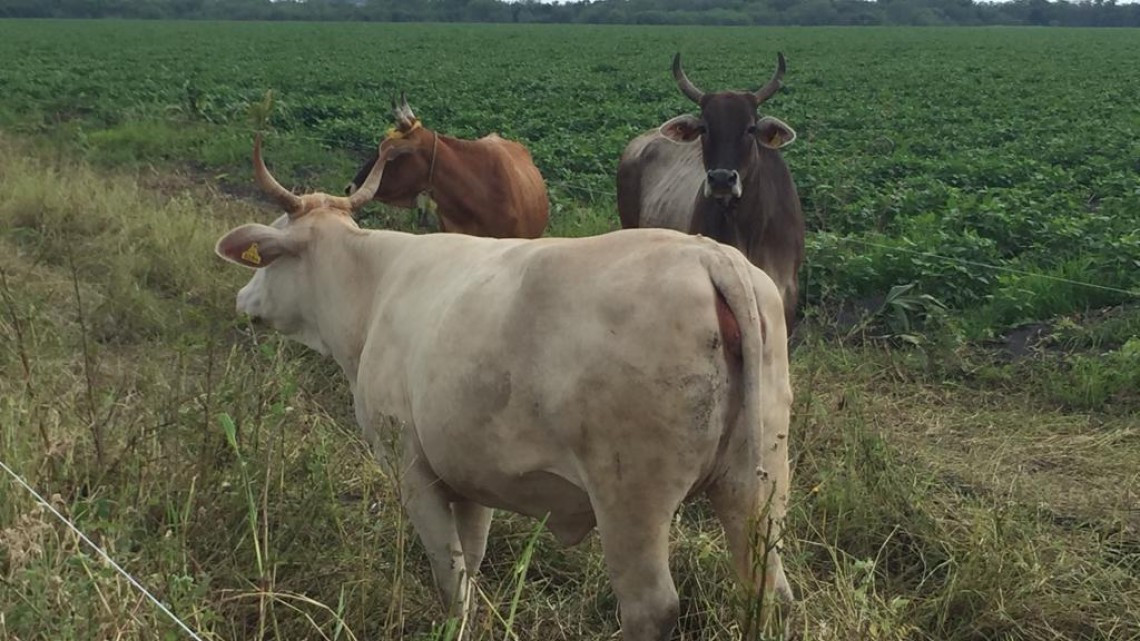 Por sequía se vislumbra panorama difícil para sector ganadero.