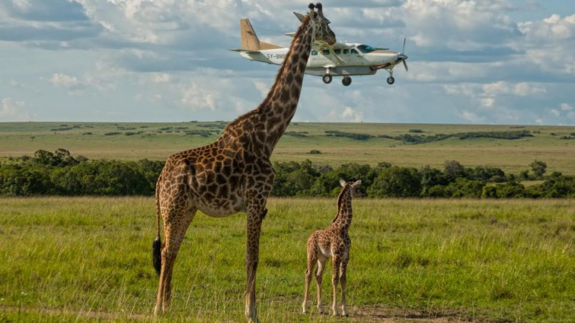Animales como nunca los habías visto 