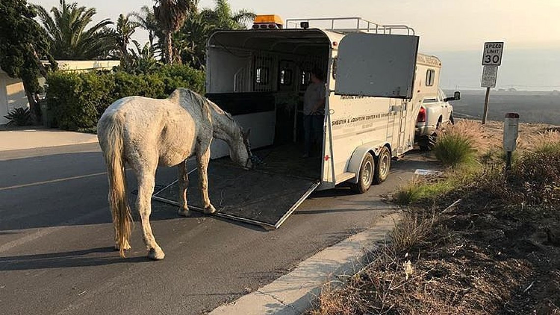 Las otras víctimas de los incendios en California