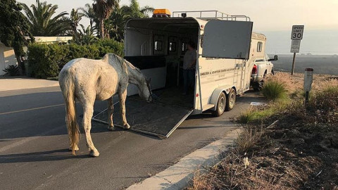 Las otras víctimas de los incendios en California