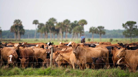 Impulsan recuperación de ranchos y reactivación de ganadería