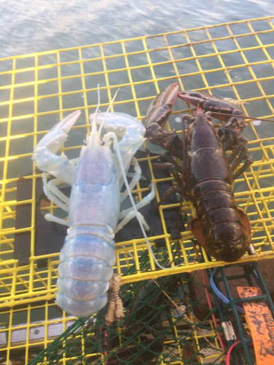 Pescador captura langosta transparente