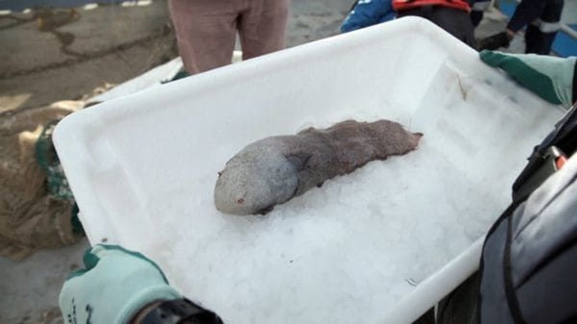 Hayan pez sin rostro en Australia