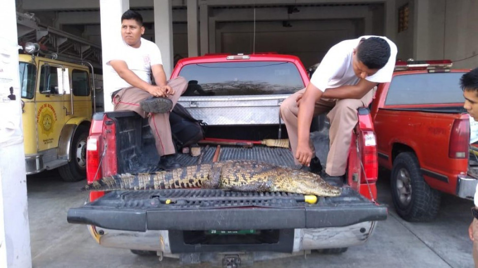 Atiende PROFEPA reporte de un ejemplar de cocodrilo muerto en Tampico
