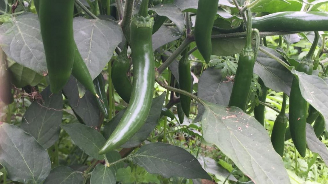 Buscan promover recursos para productores del campo